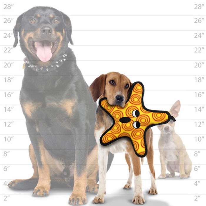 Tuffy starfish with dog